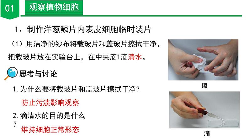 【核心素养】浙教版科学七年级上册 2.1 生物体的基本单位（第3课时）（教学课件+同步教案+同步练习）08