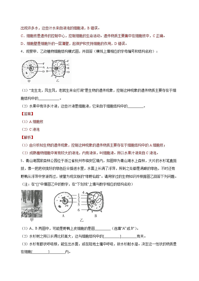 【核心素养】浙教版科学七年级上册 2.1 生物体的基本单位（第4课时）（教学课件+同步教案+同步练习）02