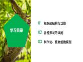 【核心素养】浙教版科学七年级上册 2.1 生物体的基本单位（第4课时）（教学课件+同步教案+同步练习）
