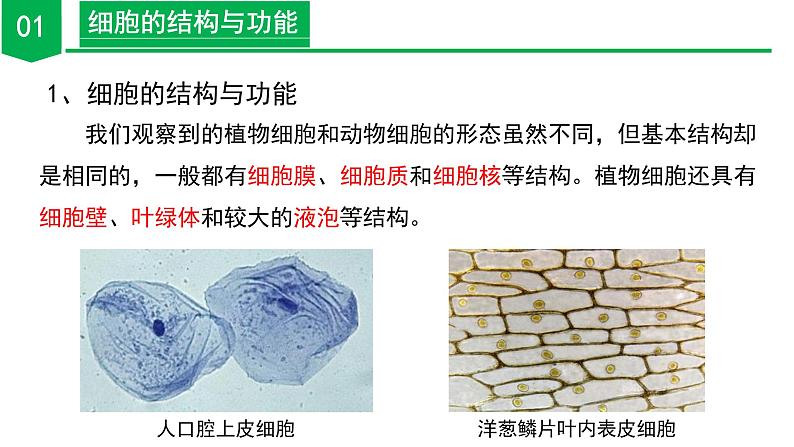 【核心素养】浙教版科学七年级上册 2.1 生物体的基本单位（第4课时）（教学课件+同步教案+同步练习）06