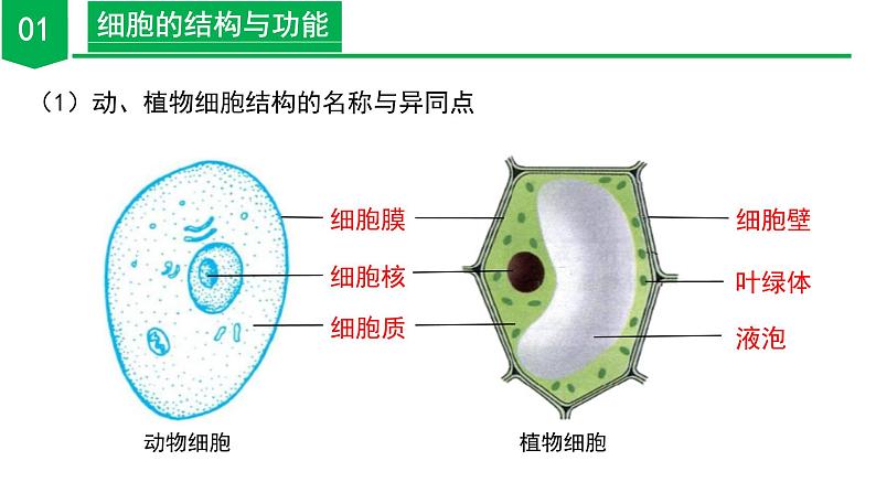 【核心素养】浙教版科学七年级上册 2.1 生物体的基本单位（第4课时）（教学课件+同步教案+同步练习）07