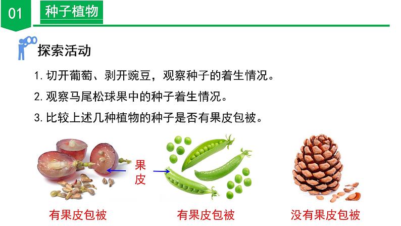 【核心素养】浙教版科学七年级上册 2.2 形形色色的植物（第2课时）（教学课件+同步教案+同步练习）07