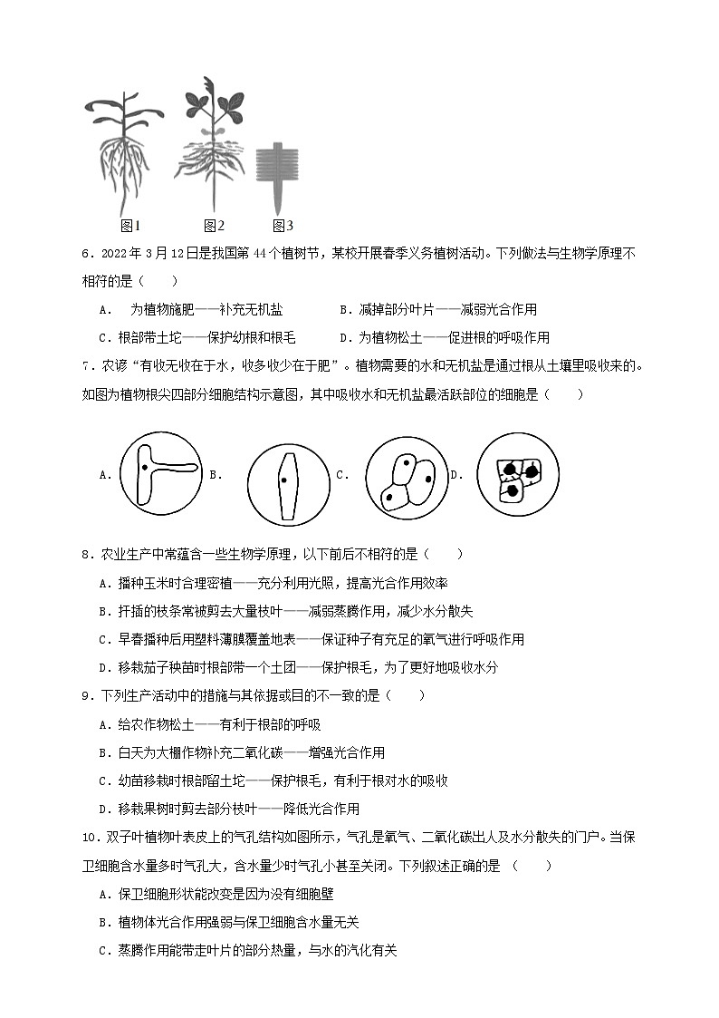 2024秋华师大版 初中科学 八年级上册4.1绿色开花植物的营养器官（原卷版+解析版）02