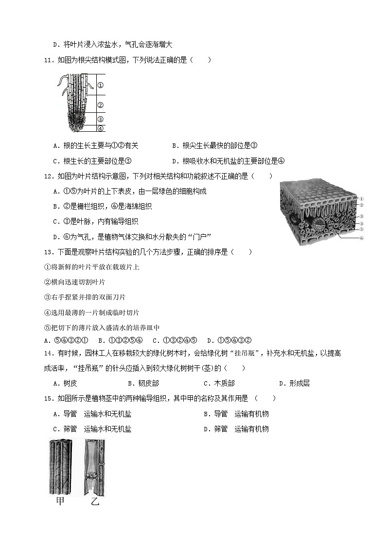 2024秋华师大版 初中科学 八年级上册4.1绿色开花植物的营养器官（原卷版+解析版）03