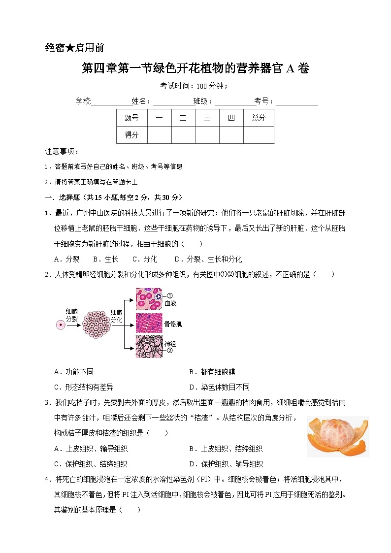 2024秋华师大版 初中科学 八年级上册4.1绿色开花植物的营养器官B卷（含解析）01