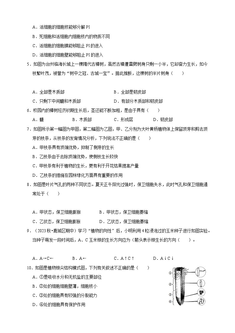 2024秋华师大版 初中科学 八年级上册4.1绿色开花植物的营养器官B卷（含解析）02