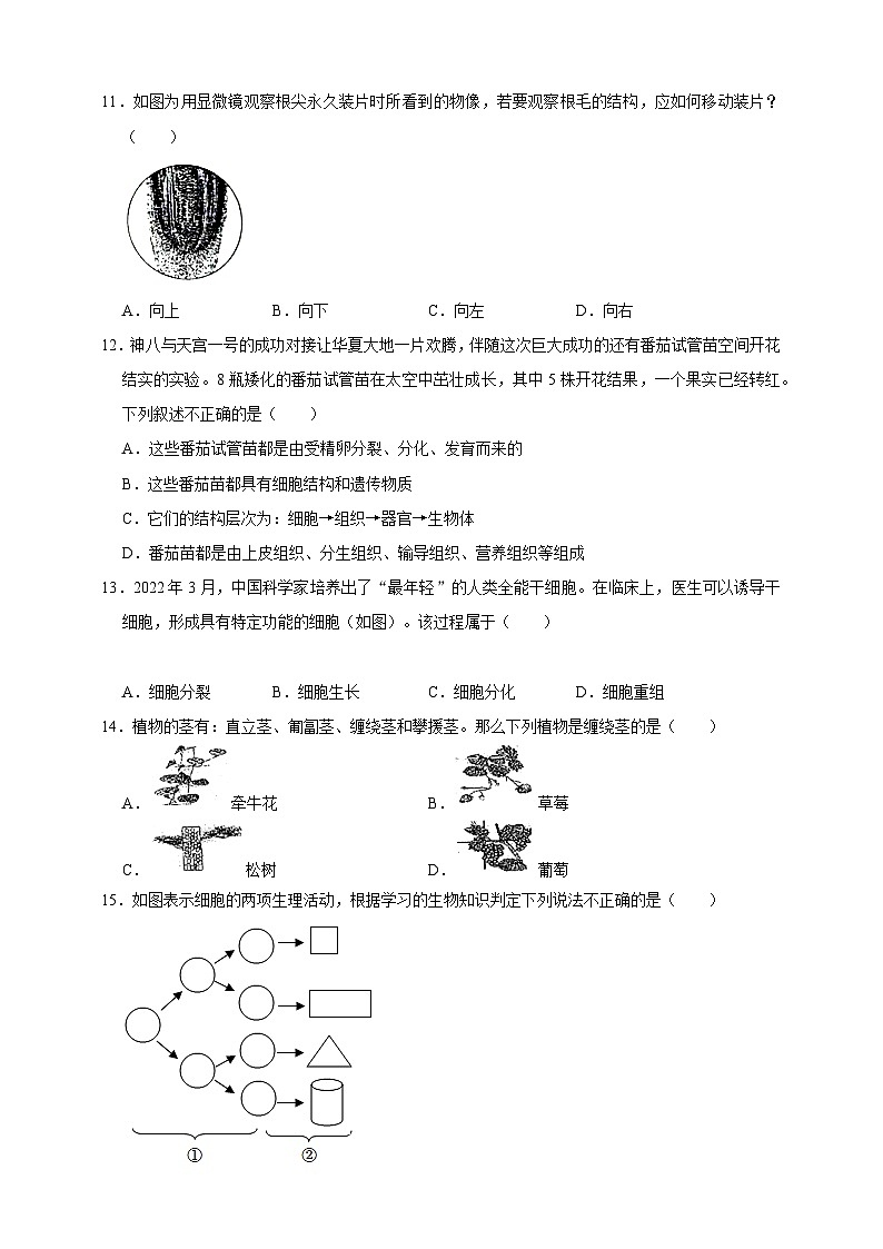 2024秋华师大版 初中科学 八年级上册4.1绿色开花植物的营养器官B卷（含解析）03