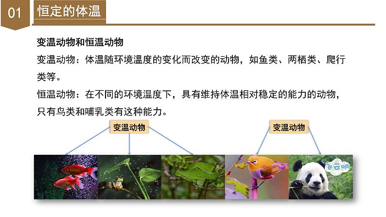 【核心素养】浙教版科学八年级上册 3.5 体温的控制（教学课件+教学设计+同步练习）06