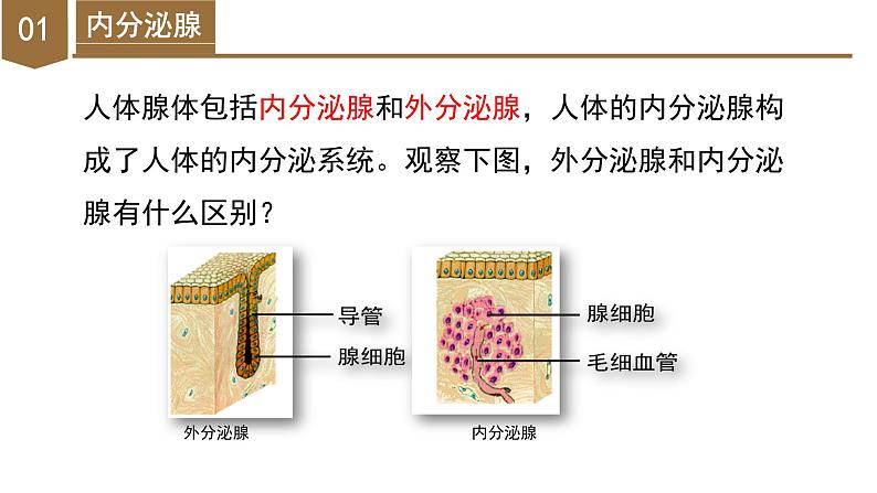 【核心素养】浙教版科学八年级上册 3.2 人体的激素调节（第1课时）（教学课件+教学设计+同步练习）06