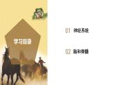 【核心素养】浙教版科学八年级上册 3.3 神经调节（第2课时）（教学课件+教学设计+同步练习）