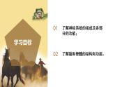 【核心素养】浙教版科学八年级上册 3.3 神经调节（第2课时）（教学课件+教学设计+同步练习）