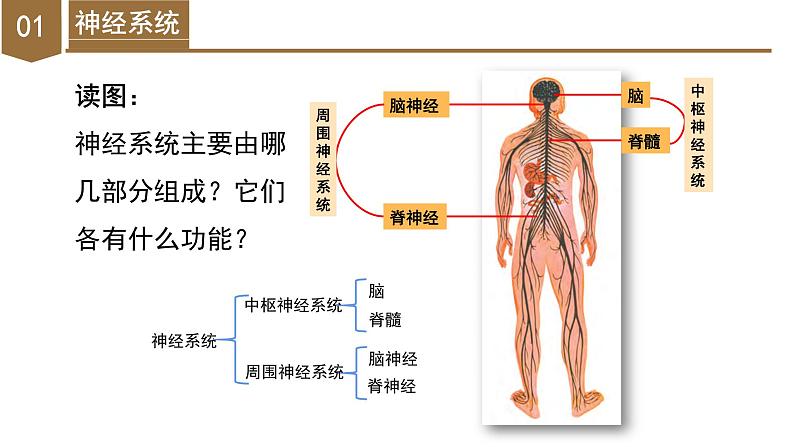 【核心素养】浙教版科学八年级上册 3.3 神经调节（第2课时）（教学课件+教学设计+同步练习）07