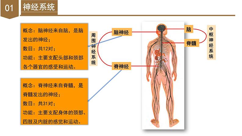 【核心素养】浙教版科学八年级上册 3.3 神经调节（第2课时）（教学课件+教学设计+同步练习）08