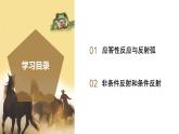 【核心素养】浙教版科学八年级上册 3.3 神经调节（第3课时）（教学课件+教学设计+同步练习）
