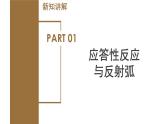 【核心素养】浙教版科学八年级上册 3.3 神经调节（第3课时）（教学课件+教学设计+同步练习）