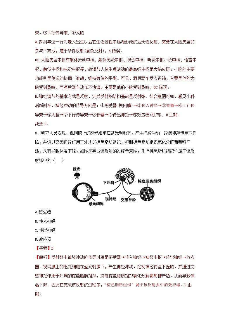 【核心素养】浙教版科学八年级上册 3.3 神经调节（第3课时）（分层作业）【解析版】第2页