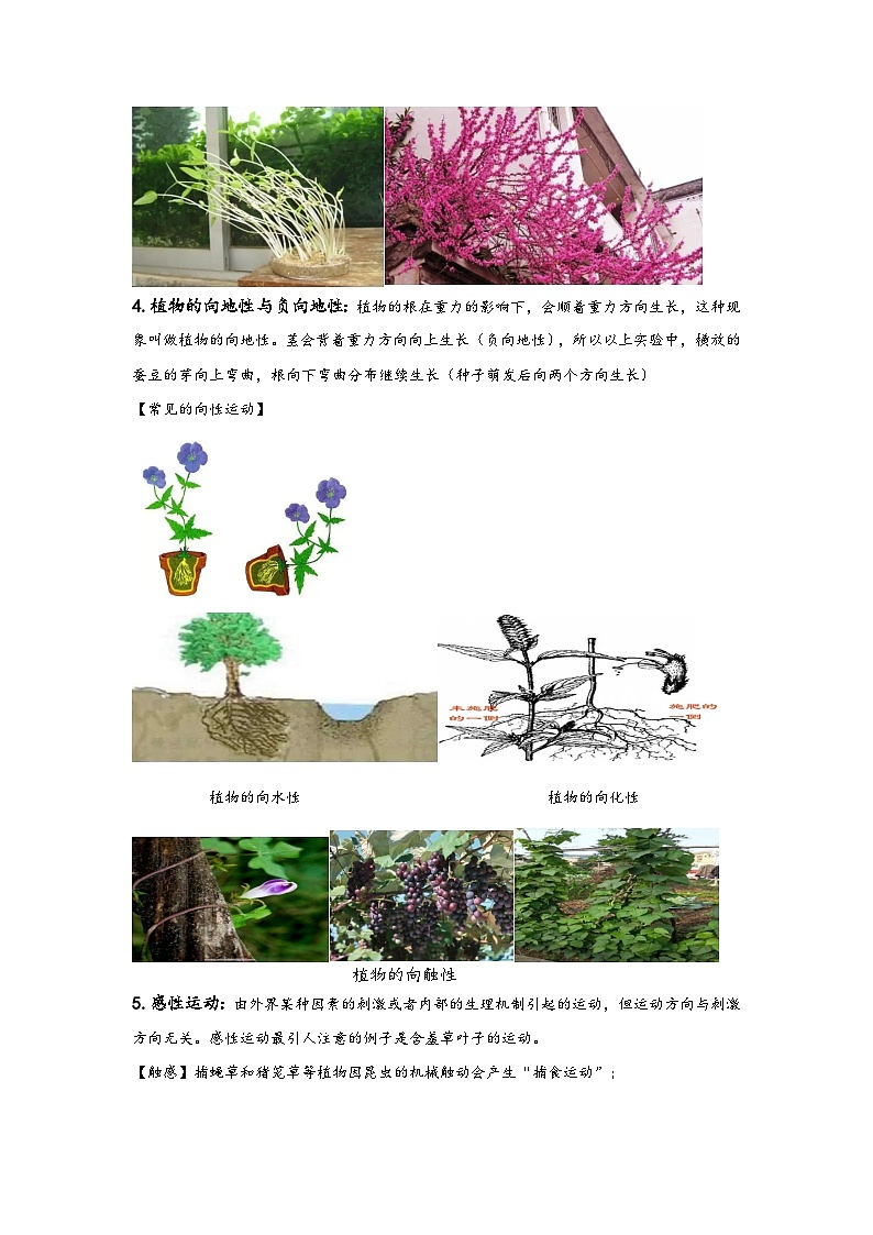 浙教版八年级上册科学讲练课堂3.1植物生命活动的调节(讲义)(原卷版+解析)02