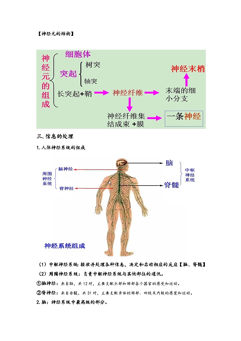 浙教版八年级上册科学讲练课堂3.3神经调节(讲义)(原卷版+解析)02