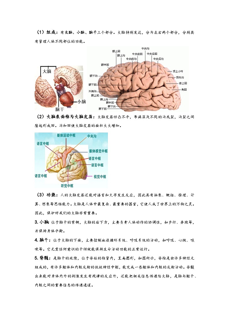 浙教版八年级上册科学讲练课堂3.3神经调节(讲义)(原卷版+解析)03
