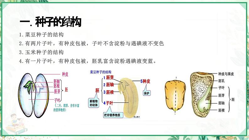 浙教版七年级科学下册同步精品课堂 1.4植物的一生（课件）第3页