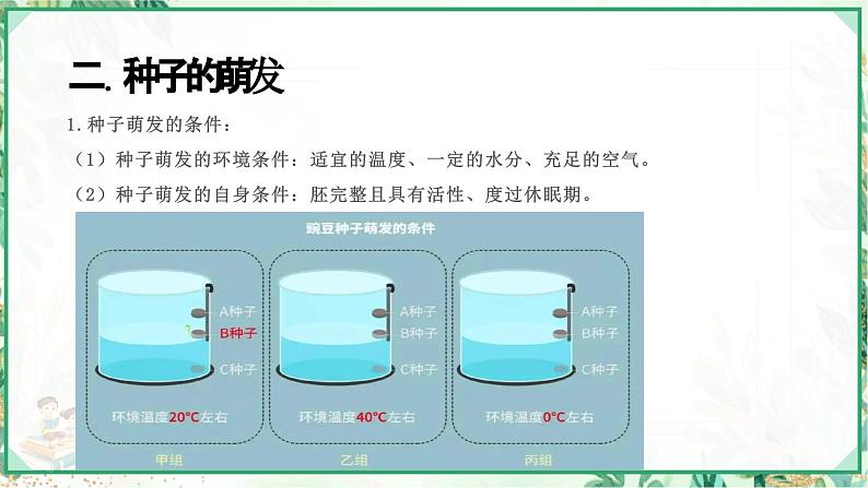 浙教版七年级科学下册同步精品课堂 1.4植物的一生（课件）第5页