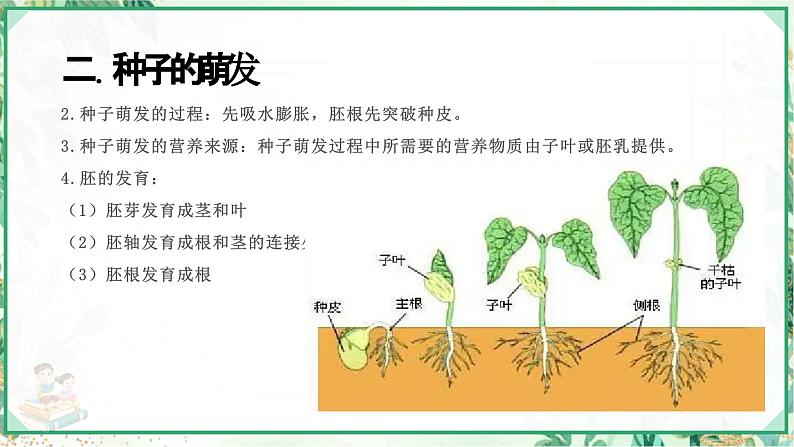 浙教版七年级科学下册同步精品课堂 1.4植物的一生（课件）第6页