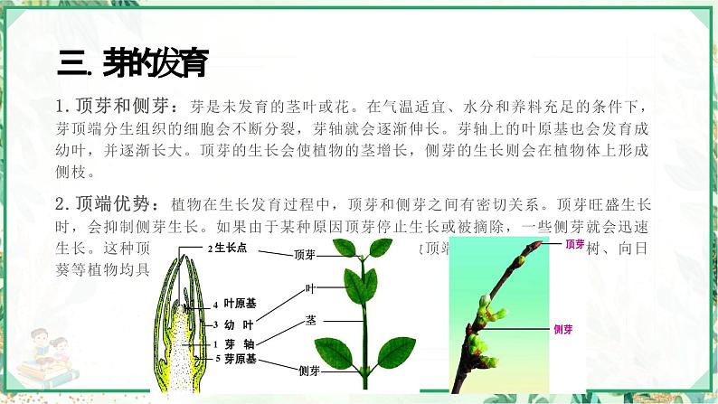 浙教版七年级科学下册同步精品课堂 1.4植物的一生（课件）第7页