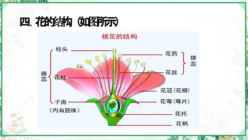 浙教版七年级科学下册同步精品课堂 1.4植物的一生（课件）第8页