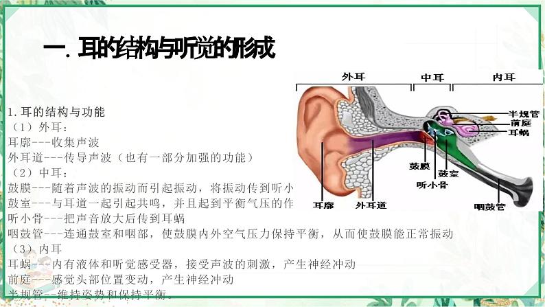 浙教版七年级科学下册同步精品课堂 2.3耳和听觉（课件）第3页