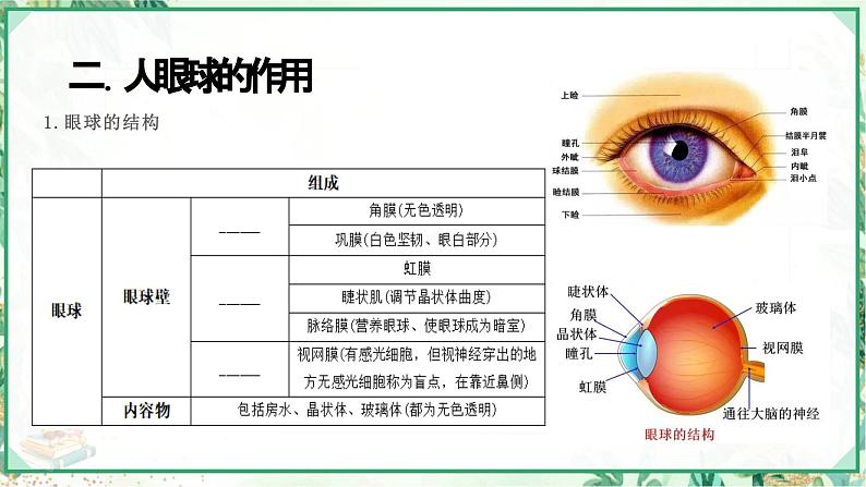 浙教版七年级科学下册同步精品课堂 2.6透镜和视觉（课件）07