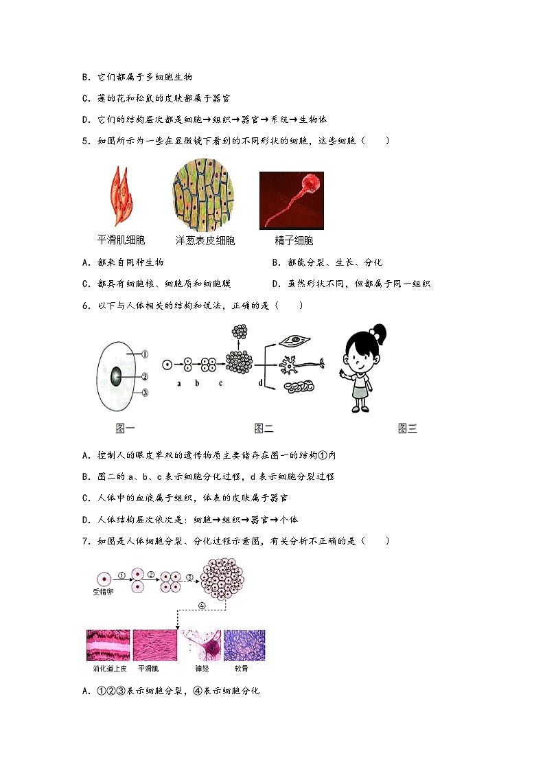 浙教版七年级科学上册同步练习2.3生物体的结构层次(练习)(原卷版+解析)02