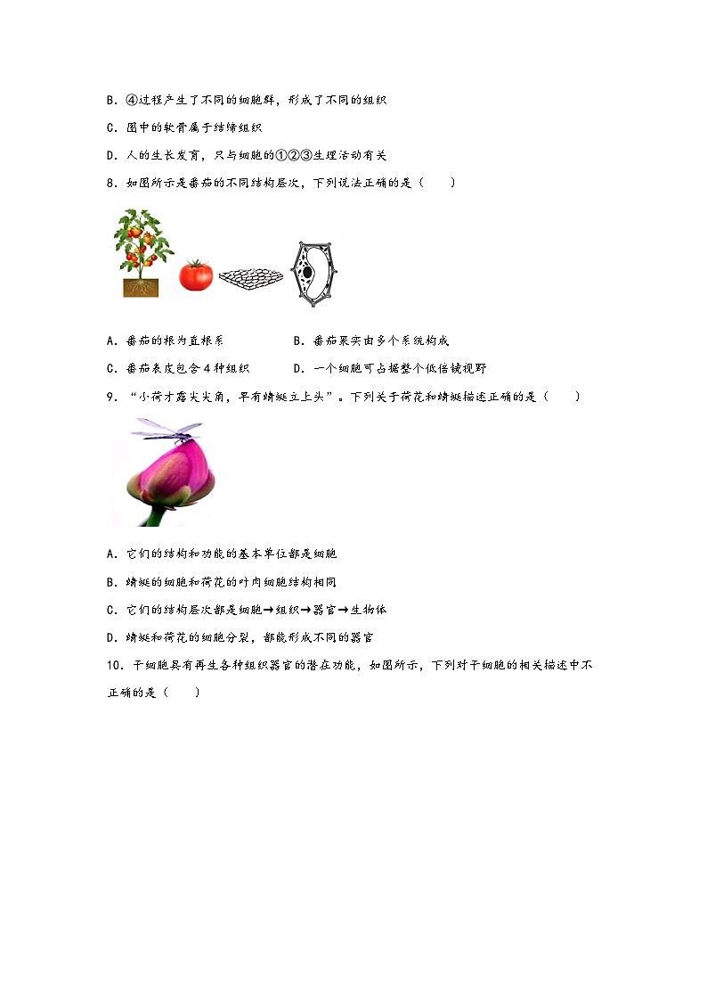 浙教版七年级科学上册同步练习2.3生物体的结构层次(练习)(原卷版+解析)03