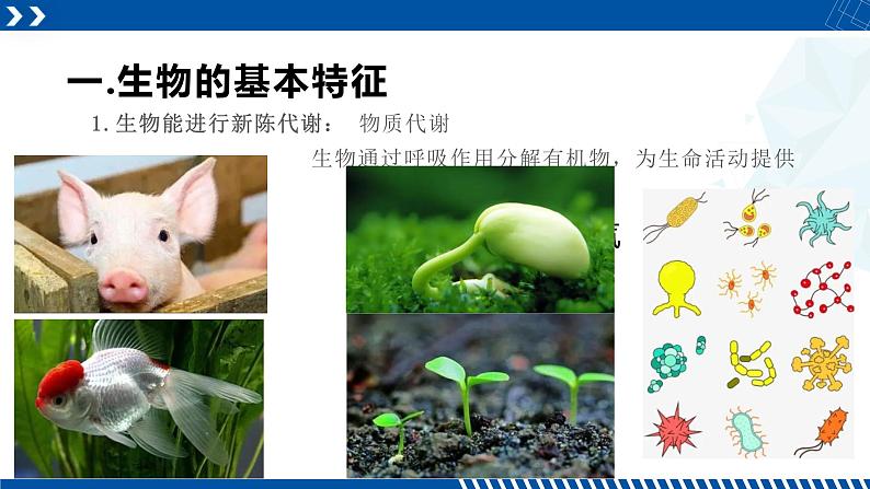 浙教版七年级科学上册同步精品课堂 2.1生物与非生物（课件）05