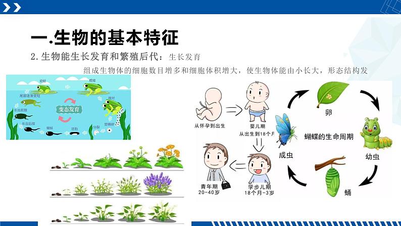 浙教版七年级科学上册同步精品课堂 2.1生物与非生物（课件）07