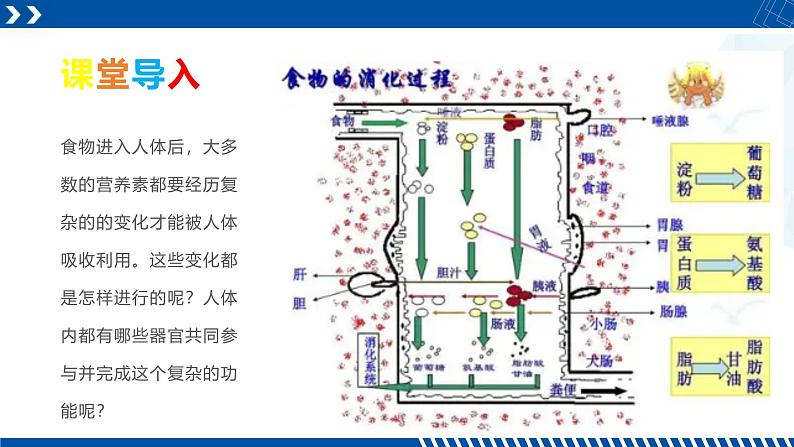 浙教版九年级科学上册同步精品课堂 4.2食物的消化与吸收（课件）02
