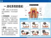浙教版九年级科学上册同步精品课堂 4.2食物的消化与吸收（课件）