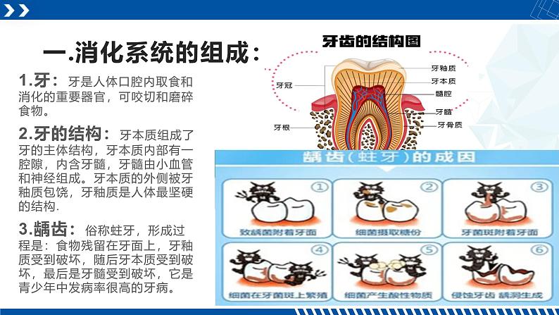 浙教版九年级科学上册同步精品课堂 4.2食物的消化与吸收（课件）04
