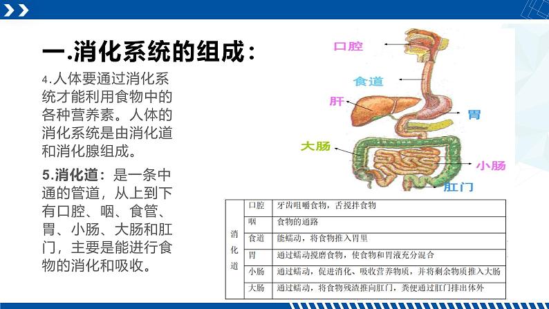 浙教版九年级科学上册同步精品课堂 4.2食物的消化与吸收（课件）05