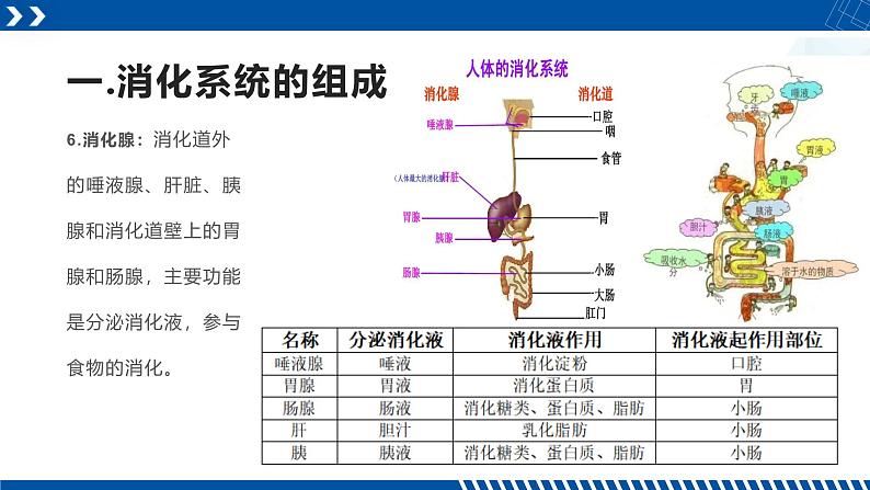 浙教版九年级科学上册同步精品课堂 4.2食物的消化与吸收（课件）06