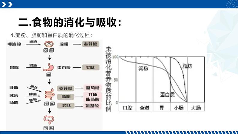 浙教版九年级科学上册同步精品课堂 4.2食物的消化与吸收（课件）08