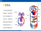浙教版九年级科学上册同步精品课堂 4.3.1体内物质的运输（一）（课件）