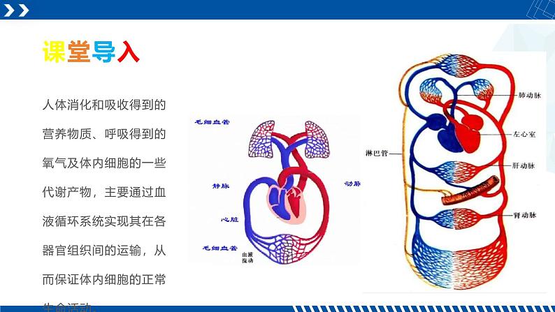 浙教版九年级科学上册同步精品课堂 4.3.1体内物质的运输（一）（课件）02