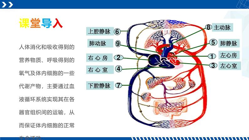 浙教版九年级科学上册同步精品课堂 4.3.2体内物质的运输（二）（课件）02