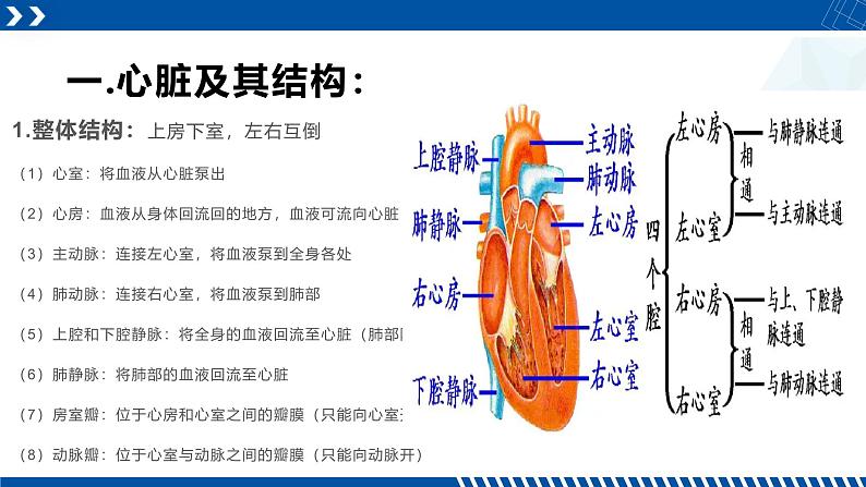 浙教版九年级科学上册同步精品课堂 4.3.2体内物质的运输（二）（课件）04