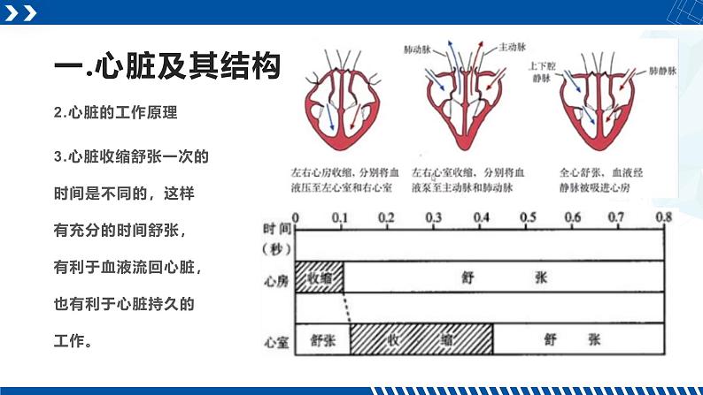 浙教版九年级科学上册同步精品课堂 4.3.2体内物质的运输（二）（课件）05