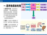 浙教版九年级科学上册同步精品课堂 4.5体内物质的动态平衡（课件）