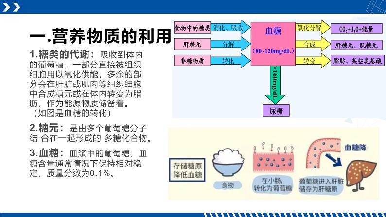 浙教版九年级科学上册同步精品课堂 4.5体内物质的动态平衡（课件）04