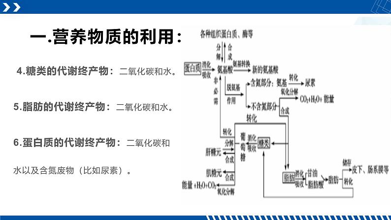 浙教版九年级科学上册同步精品课堂 4.5体内物质的动态平衡（课件）05