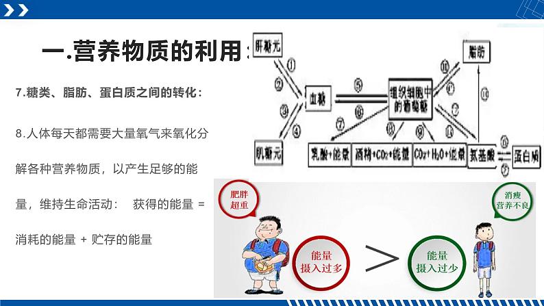 浙教版九年级科学上册同步精品课堂 4.5体内物质的动态平衡（课件）06