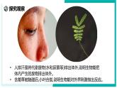 2.1 生物体的基本单位（第1课时）-初中科学七年级上册 同步教学课件+素材（浙教版2024）